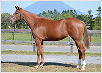 オッズパーク地方競馬応援プロジェクト「HOT NEWS!!」 オッズパーク地方競馬応援プロジェクト「HOT NEWS!!」