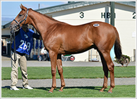 オッズパーク地方競馬応援プロジェクト「HOT NEWS!!」 オッズパーク地方競馬応援プロジェクト「HOT NEWS!!」