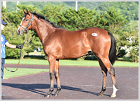 オッズパーク地方競馬応援プロジェクト｢HOT NEWS!!｣