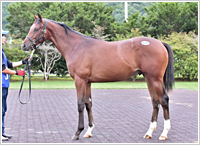 オッズパーク地方競馬応援プロジェクト「HOT NEWS!!」 オッズパーク地方競馬応援プロジェクト「HOT NEWS!!」