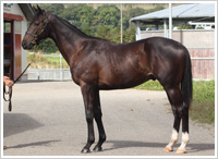 オッズパーク地方競馬応援プロジェクト「HOT NEWS!!」 オッズパーク地方競馬応援プロジェクト「HOT NEWS!!」