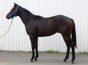 オッズパーク地方競馬応援プロジェクト｢HOT NEWS!!｣