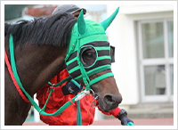 １１月５日撮影