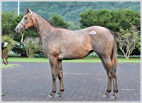 オッズパーク地方競馬応援プロジェクト「HOT NEWS!!」 オッズパーク地方競馬応援プロジェクト「HOT NEWS!!」