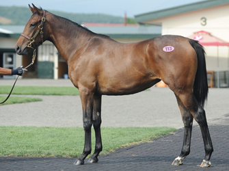 オッズパーク地方競馬応援プロジェクト｢HOT NEWS!!｣