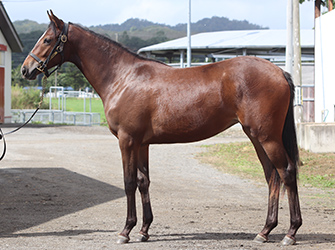 オッズパーク地方競馬応援プロジェクト「HOT NEWS!!」 オッズパーク地方競馬応援プロジェクト「HOT NEWS!!」