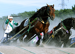 競馬