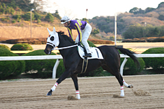 優勝馬:レイズミーアップ