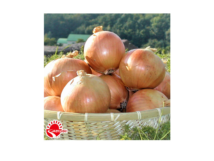 JAきたみらい 北見玉ねぎ10kg