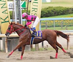 優勝馬:スマートファルコン
