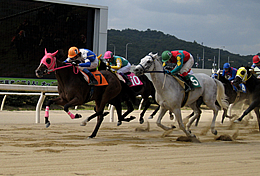 2009年 クイーンカップ4歳上牝馬