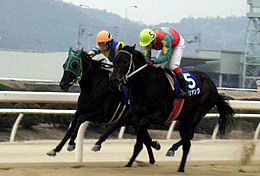 2008年 第49回 若駒賞