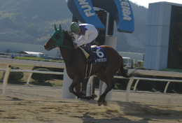 2009N TPCX|[ctVᑐ܂RΖĔn